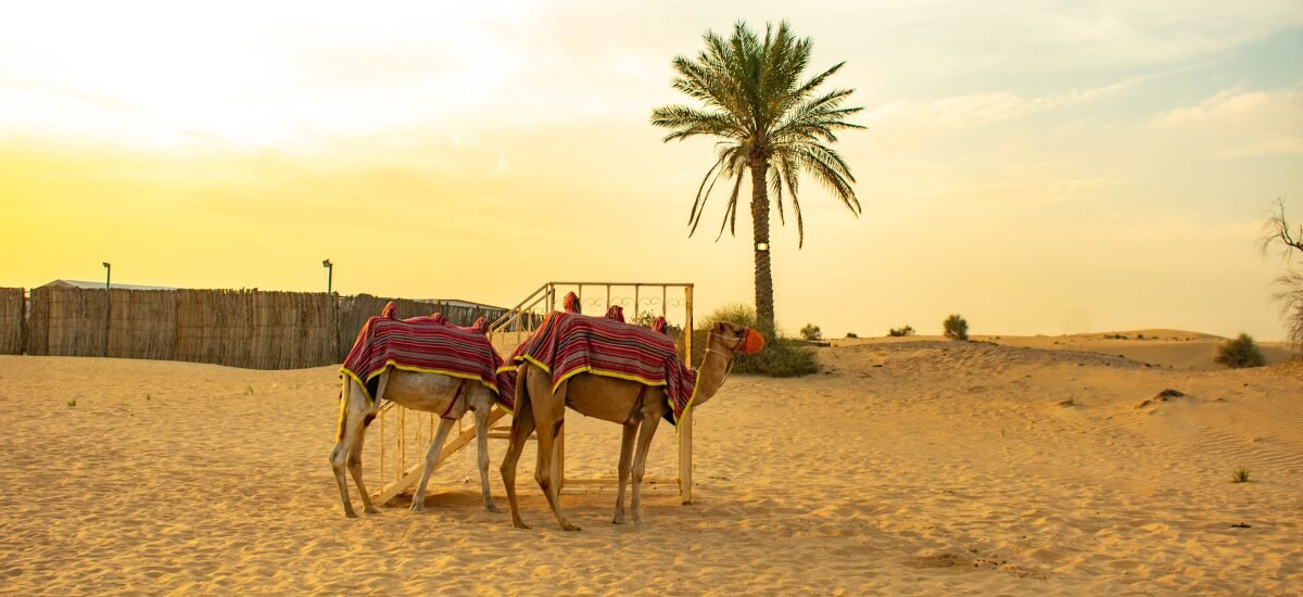 Camel ride
