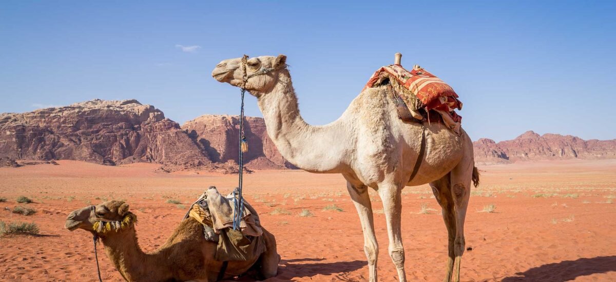 Camel ride